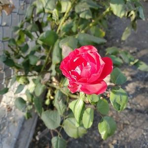 Meet your Posher, Jill